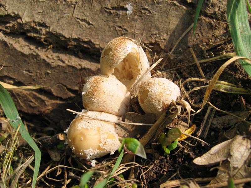 Suillus granulatus